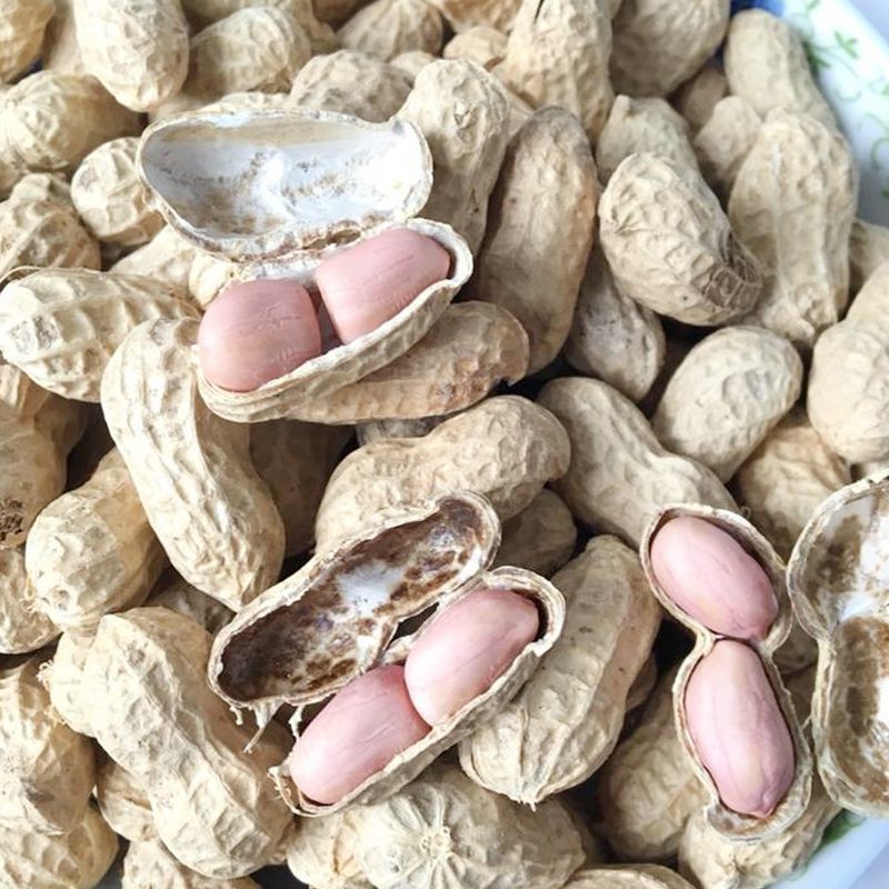 郑农花19号花生种子高产耐重茬不死秧活杆成熟高油抗病薄皮