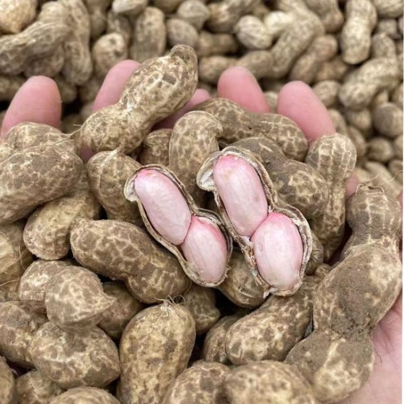 郑农花19号花生种子高产耐重茬不死秧活杆成熟高油抗病薄皮
