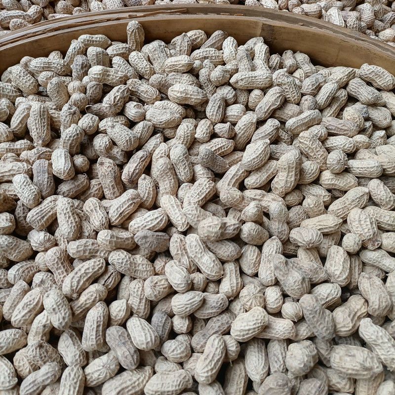 郑农花19号花生种子高产耐重茬不死秧活杆成熟高油抗病薄皮