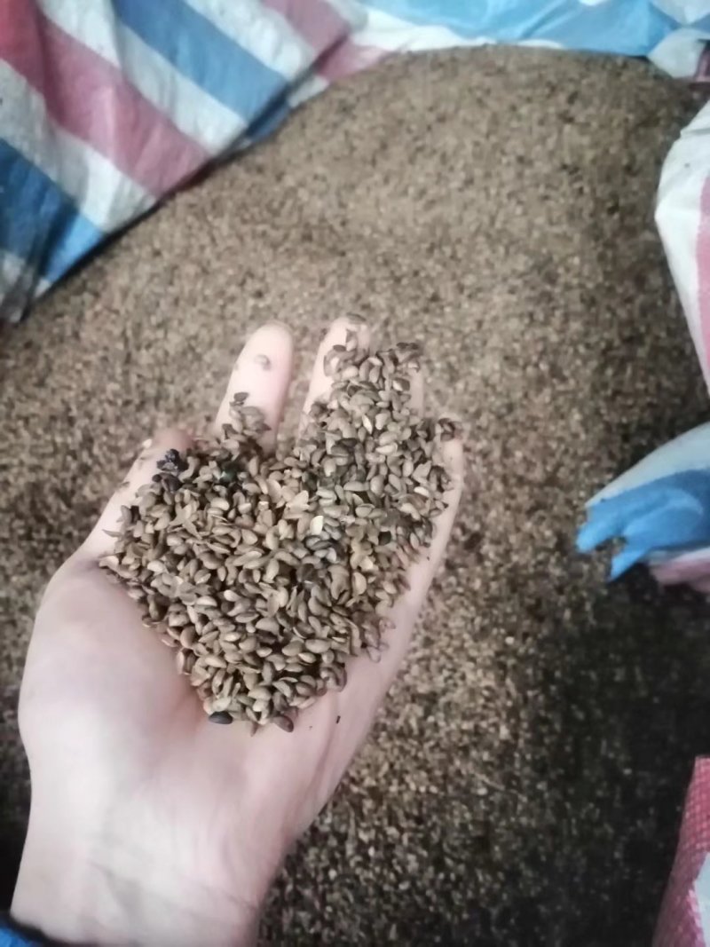 黄柏果红茎优质良种黄柏种子川黄柏鲜果净籽
