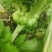 优质榨菜