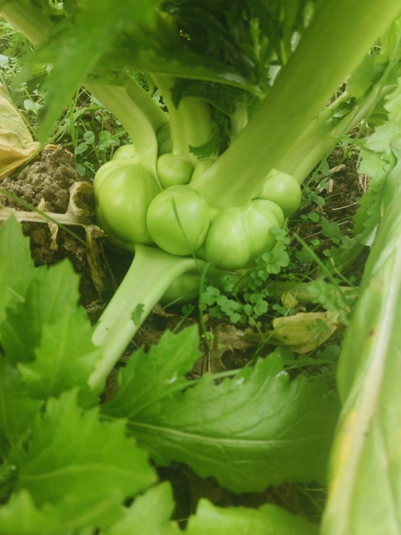 优质榨菜