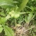 优质榨菜
