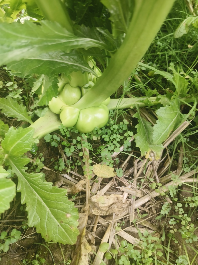 优质榨菜
