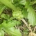 优质榨菜