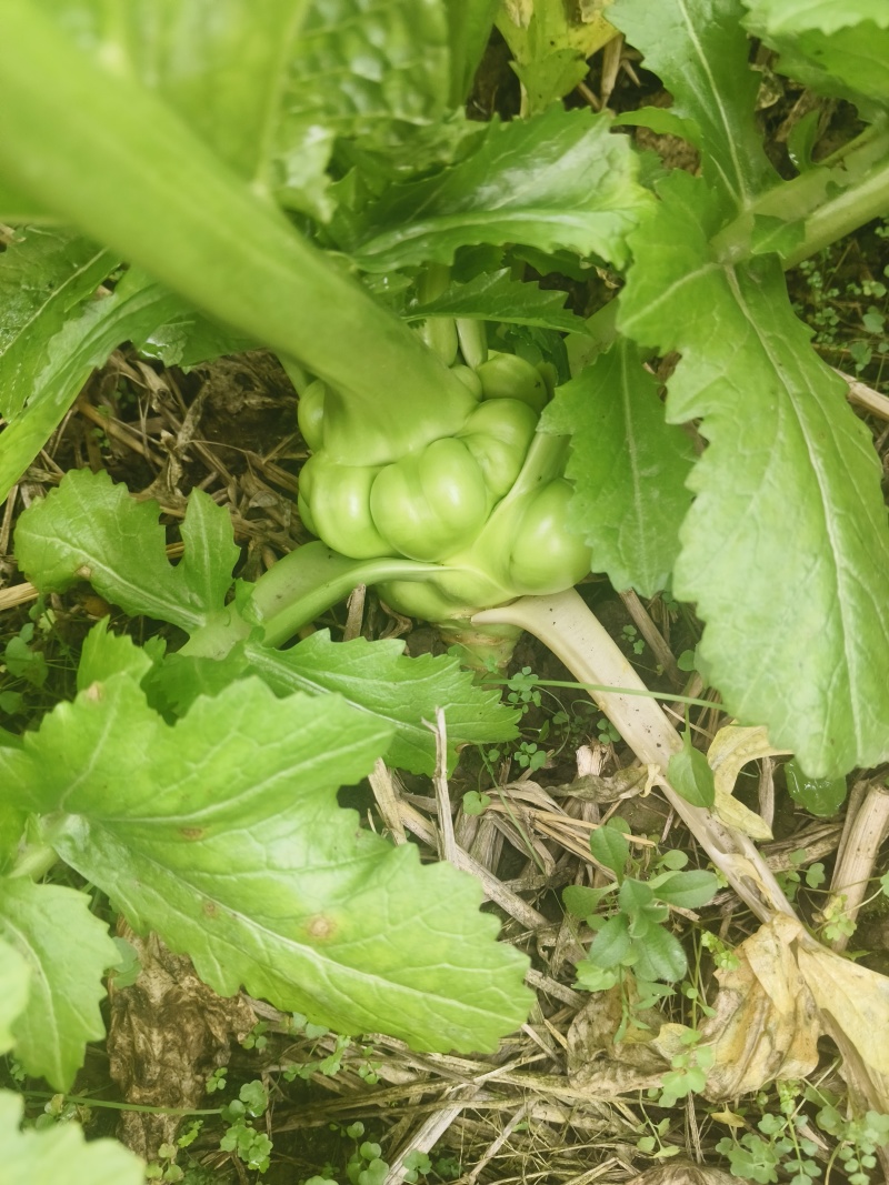 优质榨菜