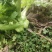 优质榨菜