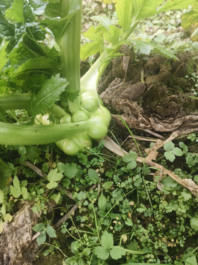 优质榨菜