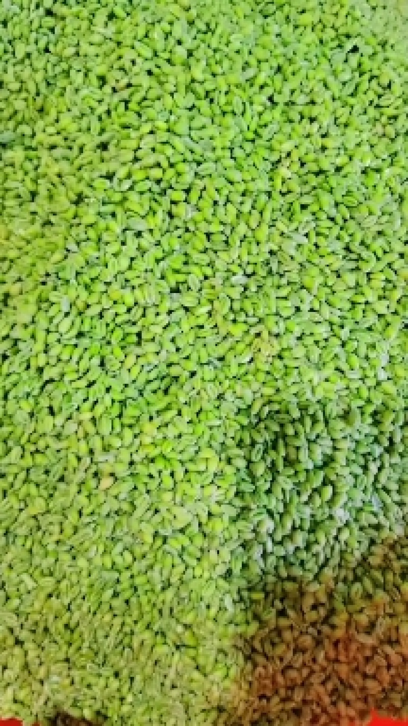 青麦仁源头厂家青麦粒青小麦量大从优质量保证欢迎咨询