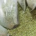 青麦仁源头厂家青麦粒青小麦量大从优质量保证欢迎咨询