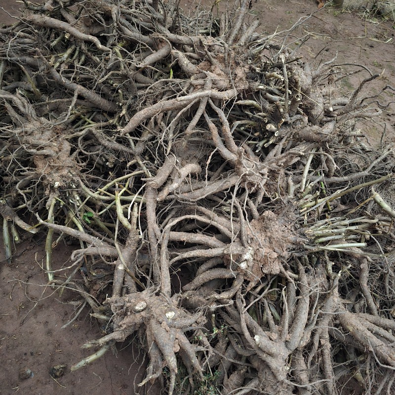 土人参鲜货