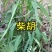 竹叶柴胡，万亩基地以其高质量和高含药量著称