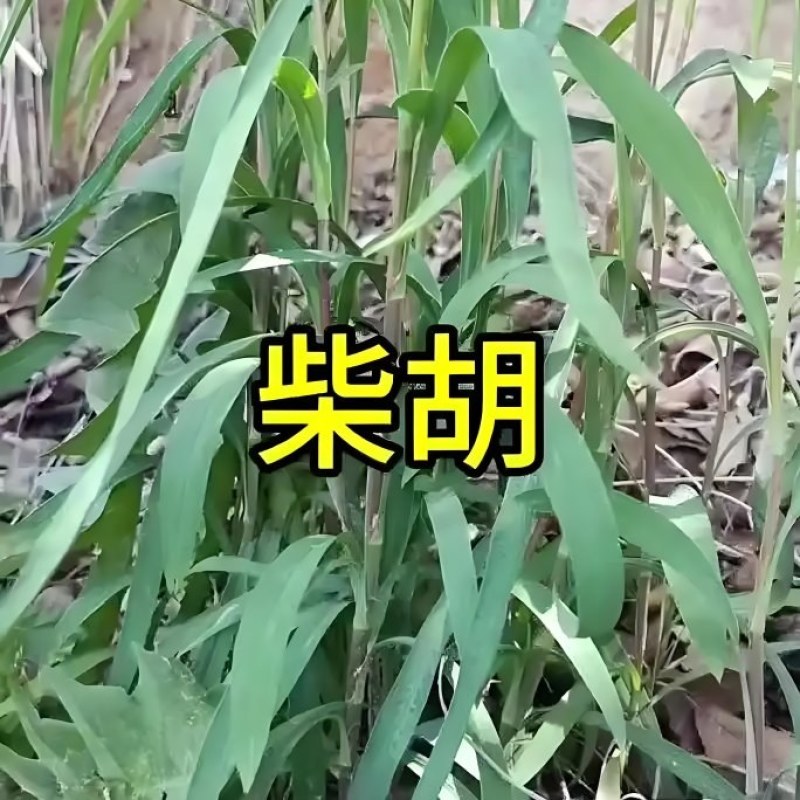 竹叶柴胡，万亩基地以其高质量和高含药量著称