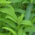 竹叶柴胡，万亩基地以其高质量和高含药量著称