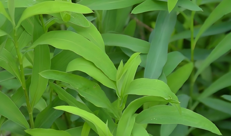 竹叶柴胡，万亩基地以其高质量和高含药量著称