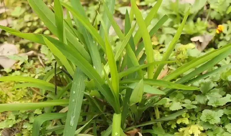竹叶柴胡，万亩基地以其高质量和高含药量著称