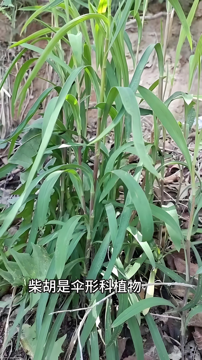 竹叶柴胡，万亩基地以其高质量和高含药量著称
