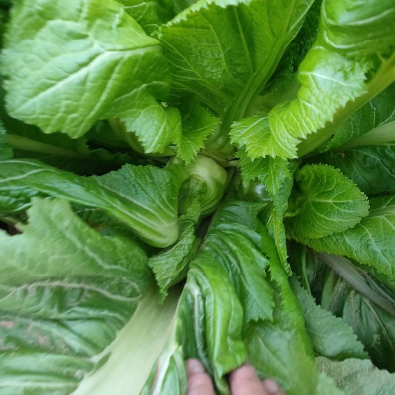 精品儿菜