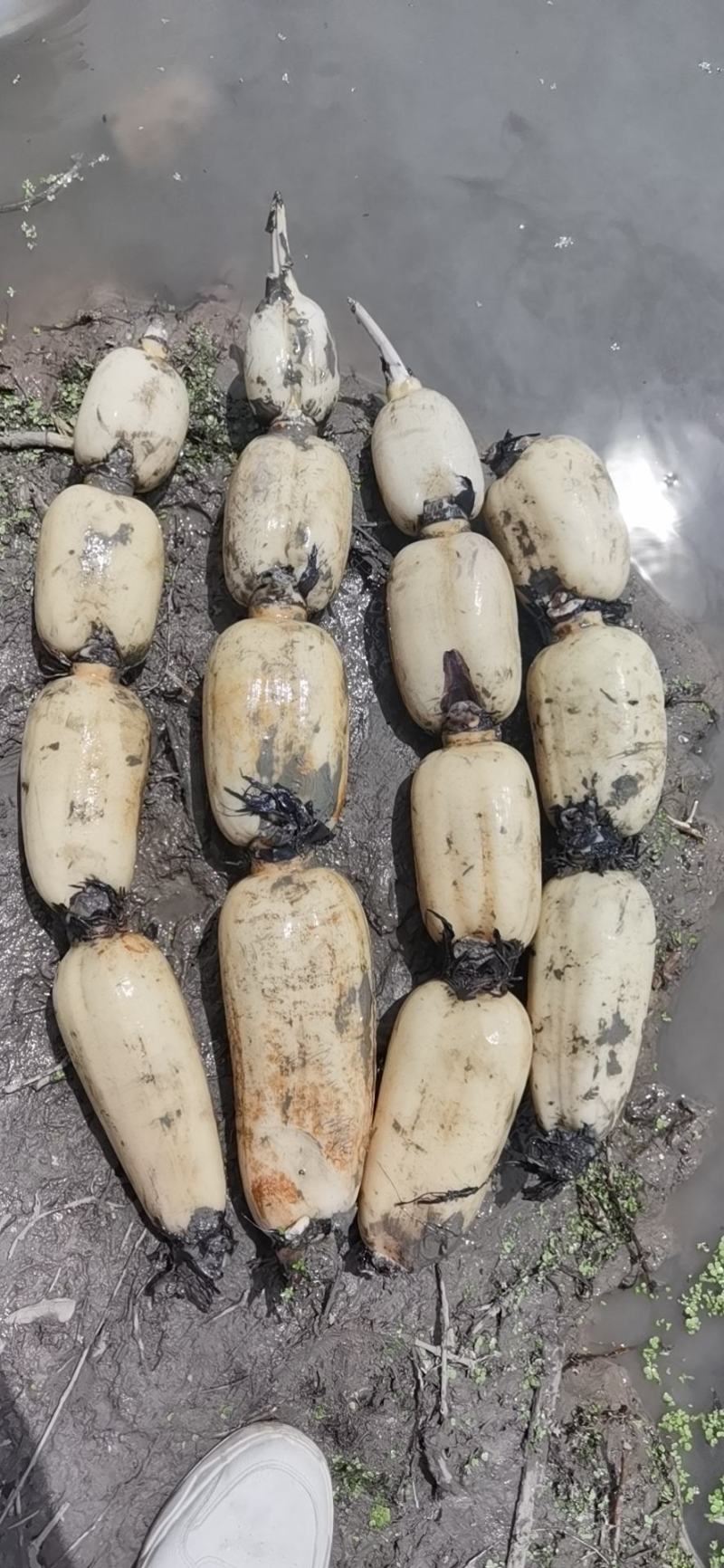 【实力推荐】优质鄂莲6号现挖现发精品莲藕整车配运发货