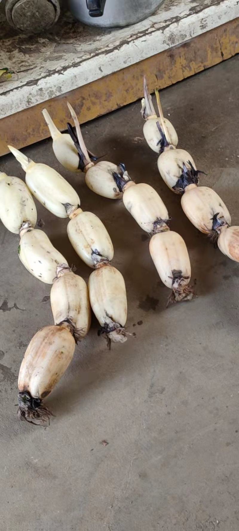 【实力推荐】优质鄂莲6号现挖现发精品莲藕整车配运发货
