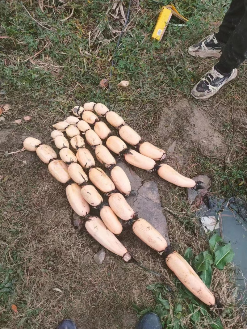 【实力推荐】优质鄂莲6号现挖现发精品莲藕整车配运发货