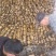 【实力推荐】优质鄂莲6号现挖现发精品莲藕整车配运发货