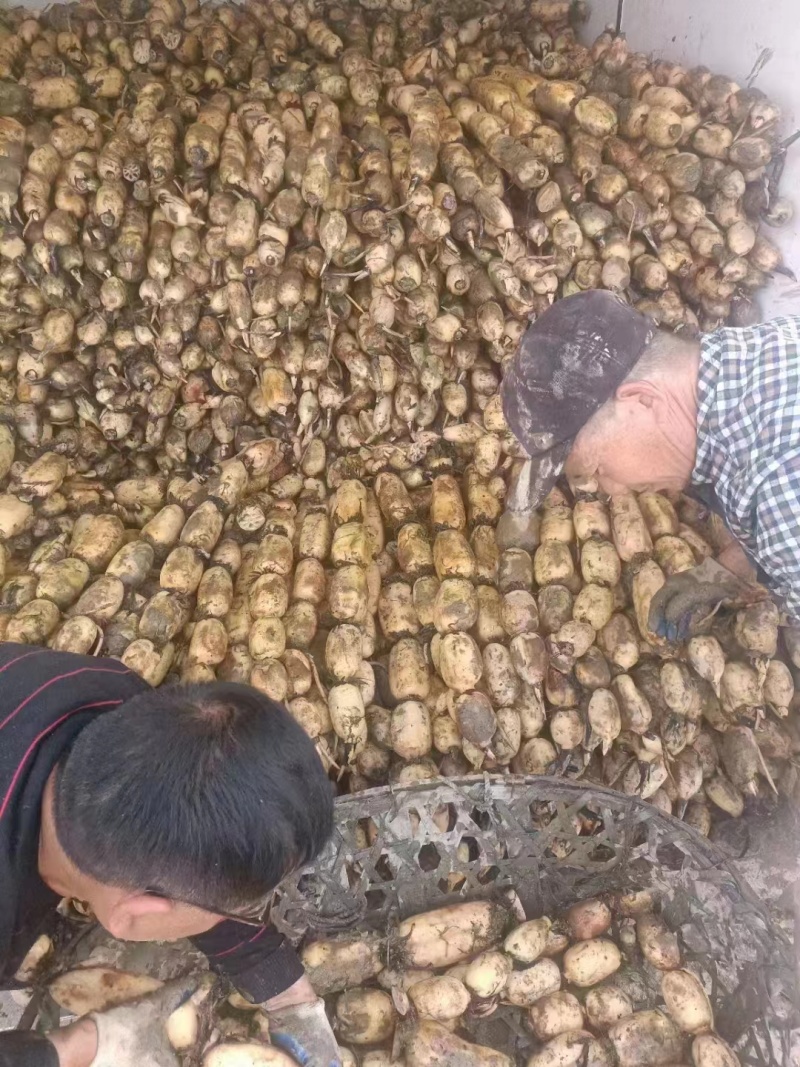 【实力推荐】优质鄂莲6号现挖现发精品莲藕整车配运发货