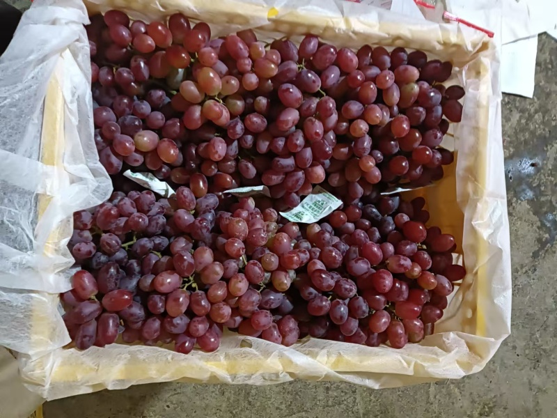 新疆克伦生葡萄一手货源基地直发货源充足欢迎致电