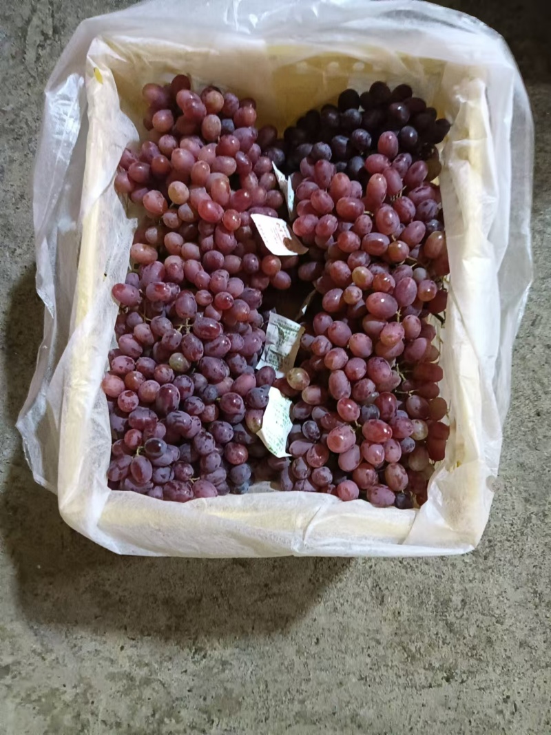 新疆克伦生葡萄一手货源基地直发货源充足欢迎致电