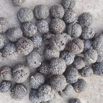 草豆蔻