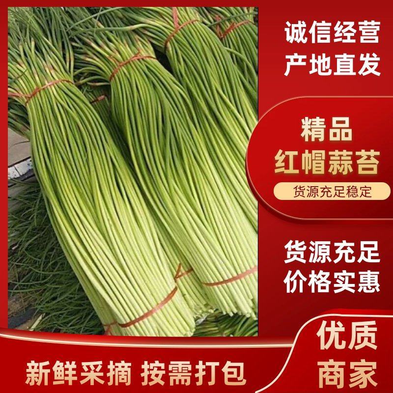 【推荐】金乡红帽蒜苔、大量供应、产地直发、保证质量