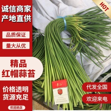 【精品】蒜苔、供应金乡红帽蒜苔、专业储存、冷库出租