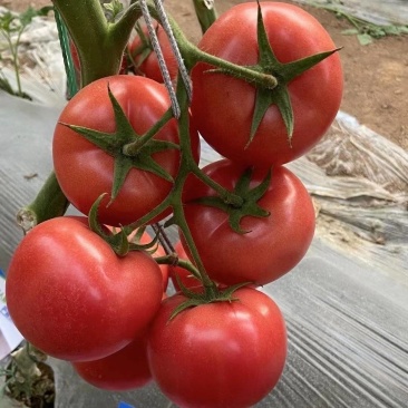 【西红柿苗】粉果番茄苗耐裂耐低温耐运输秋延越冬定植