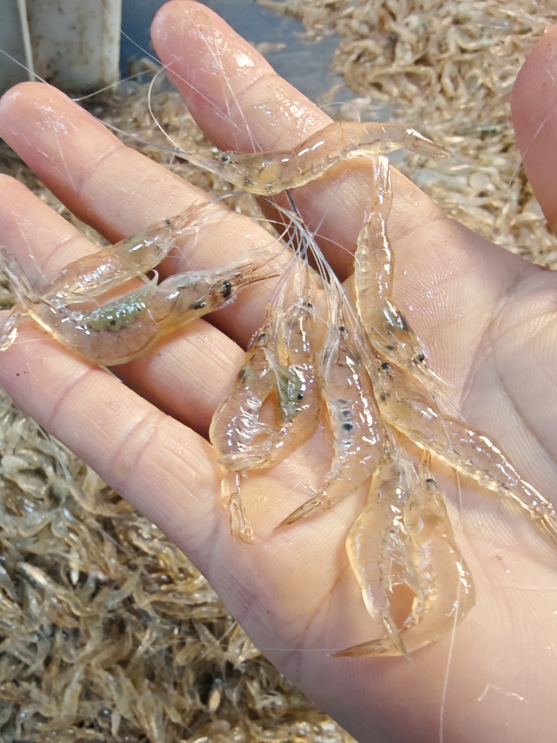 小白虾，白米虾，大量供应小白虾，每天有货，常年有货，，，