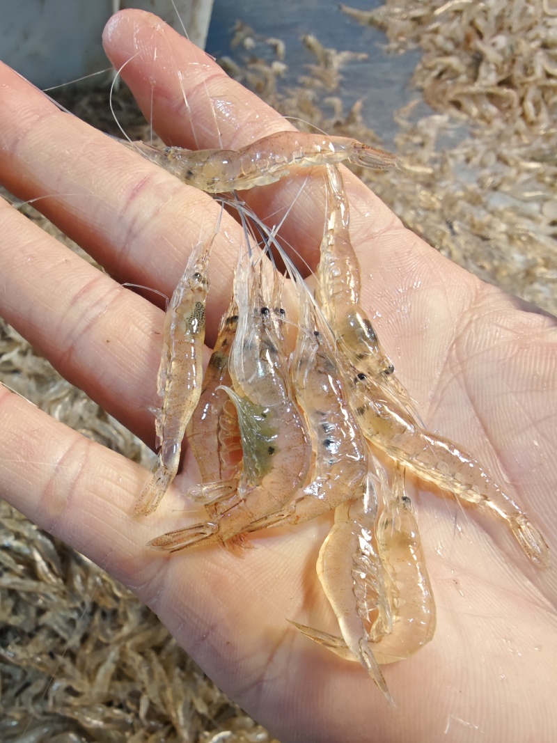 小白虾，白米虾，大量供应小白虾，每天有货，常年有货，，，