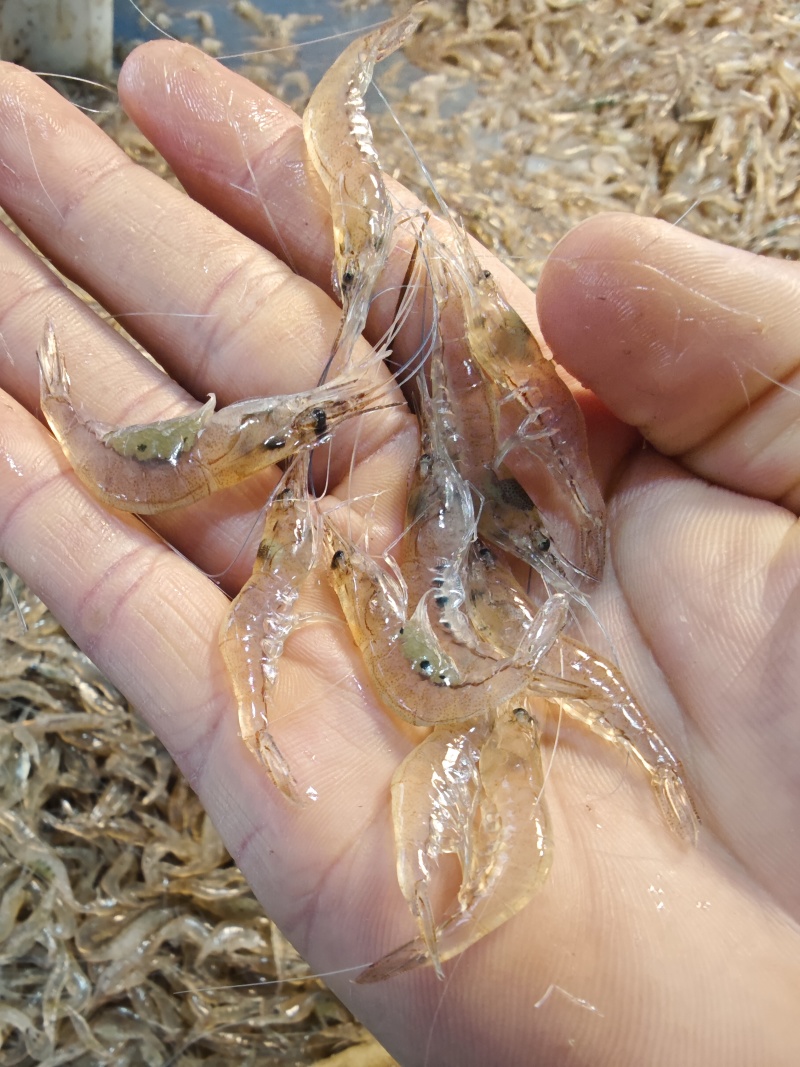 小白虾，白米虾，大量供应小白虾，每天有货，常年有货，，，
