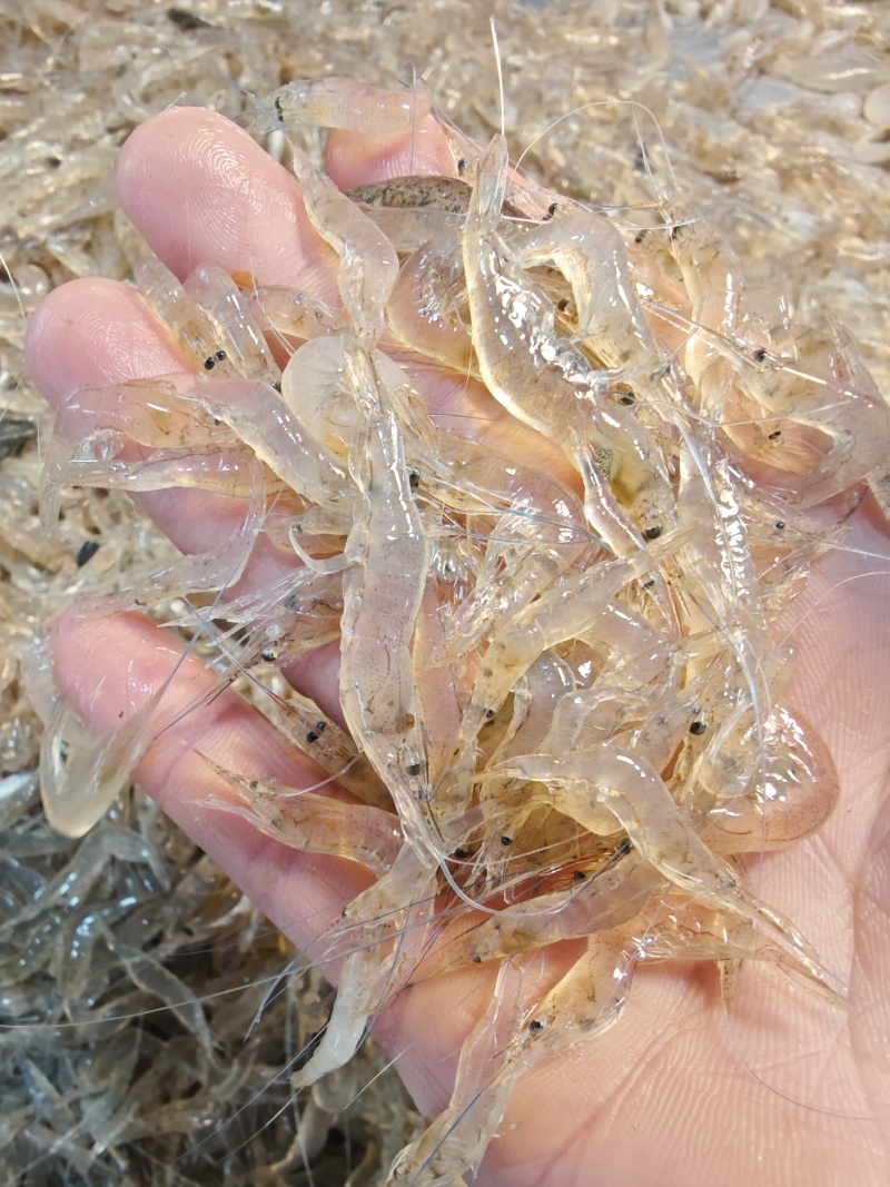 小白虾，白米虾，大量供应小白虾，每天有货，常年有货，，，