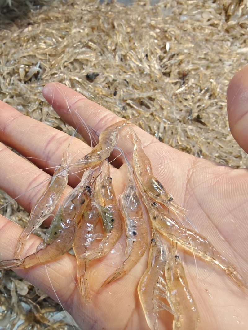 小白虾，白米虾，大量供应小白虾，每天有货，常年有货，，，