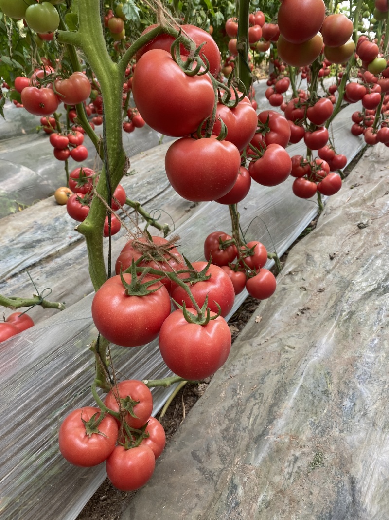 【西红柿苗】粉果番茄苗耐裂耐低温耐运输秋延越冬定植