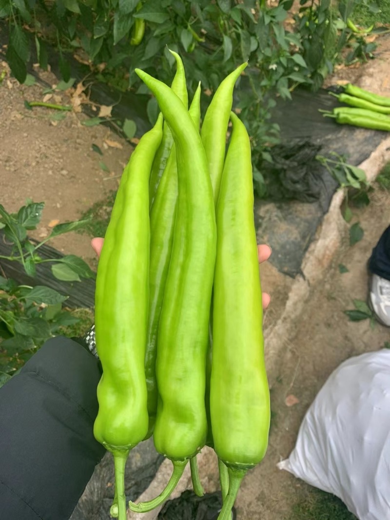 大果尖椒苗辣椒苗黄皮尖椒绿皮尖椒苗高产抗病