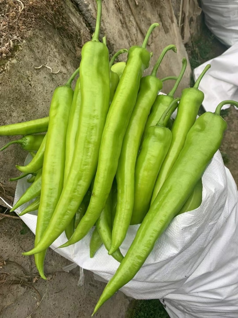 大果尖椒苗辣椒苗黄皮尖椒绿皮尖椒苗高产抗病