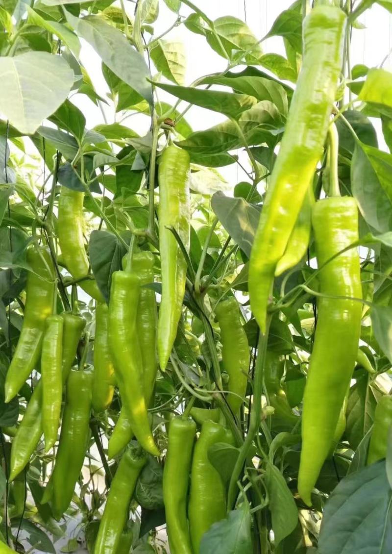 大果尖椒苗辣椒苗黄皮尖椒绿皮尖椒苗高产抗病