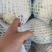 1福建菜花松花菜量大从优全国发货价格实惠欢迎联系