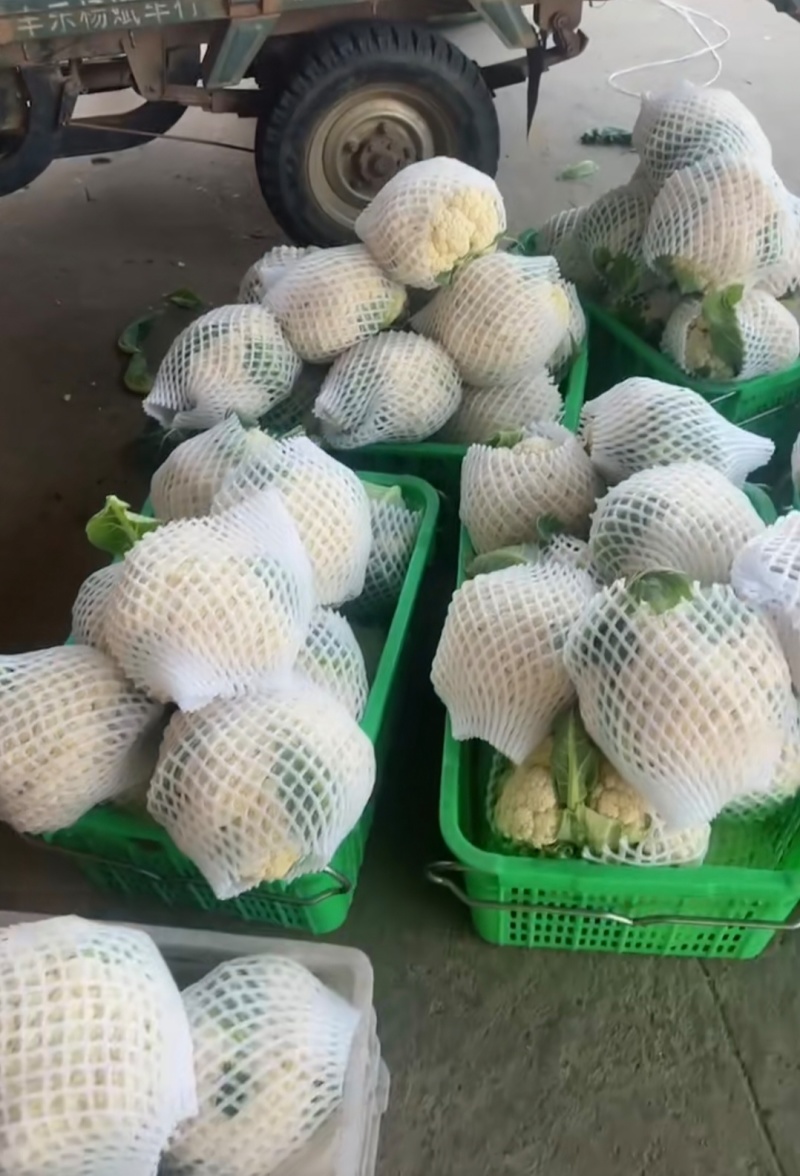 1福建菜花松花菜量大从优全国发货价格实惠欢迎联系