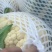 1福建菜花松花菜量大从优全国发货价格实惠欢迎联系