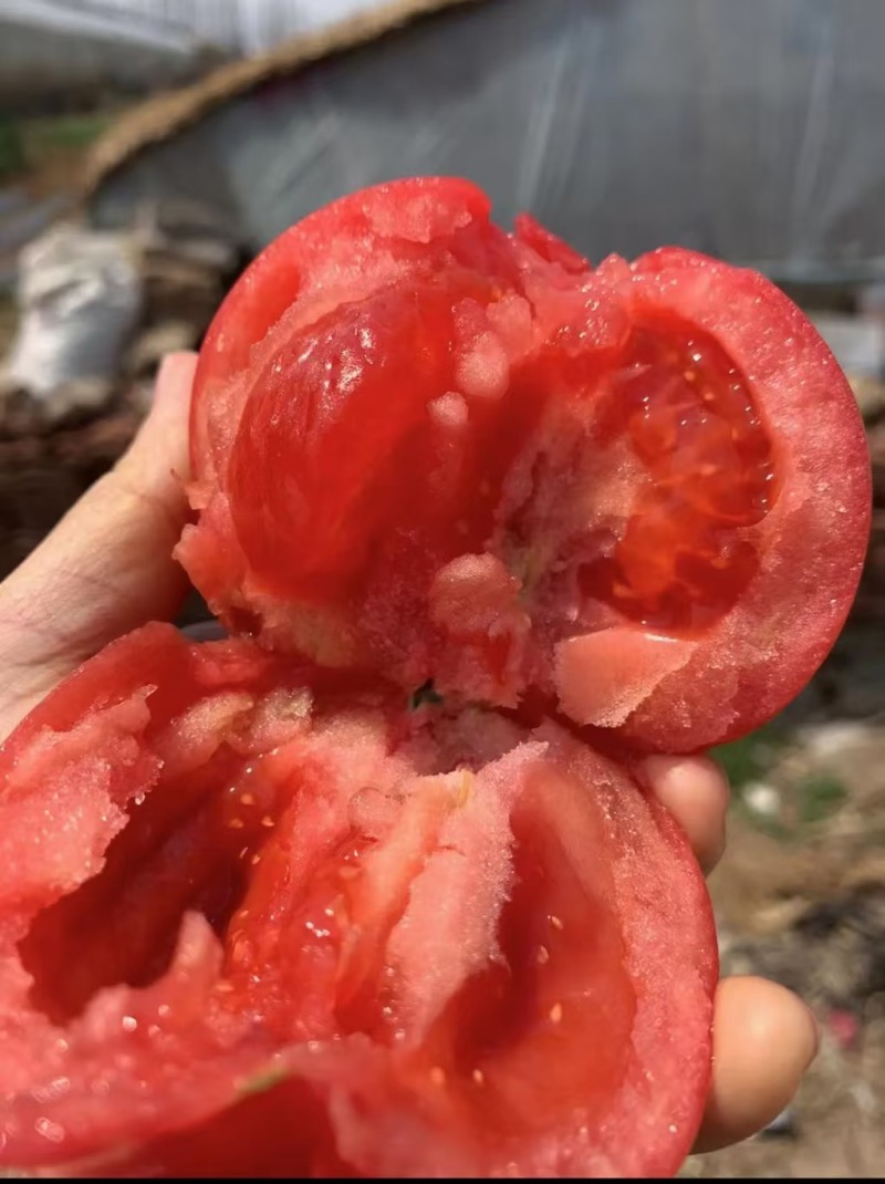 【西红柿苗】草莓西红柿苗苗场直发提供技术欢迎咨询