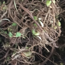 紫花宽叶白芨直播苗