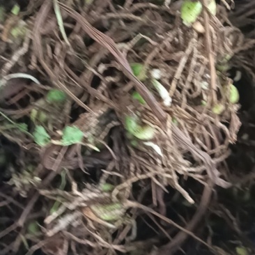 紫花宽叶白芨直播苗