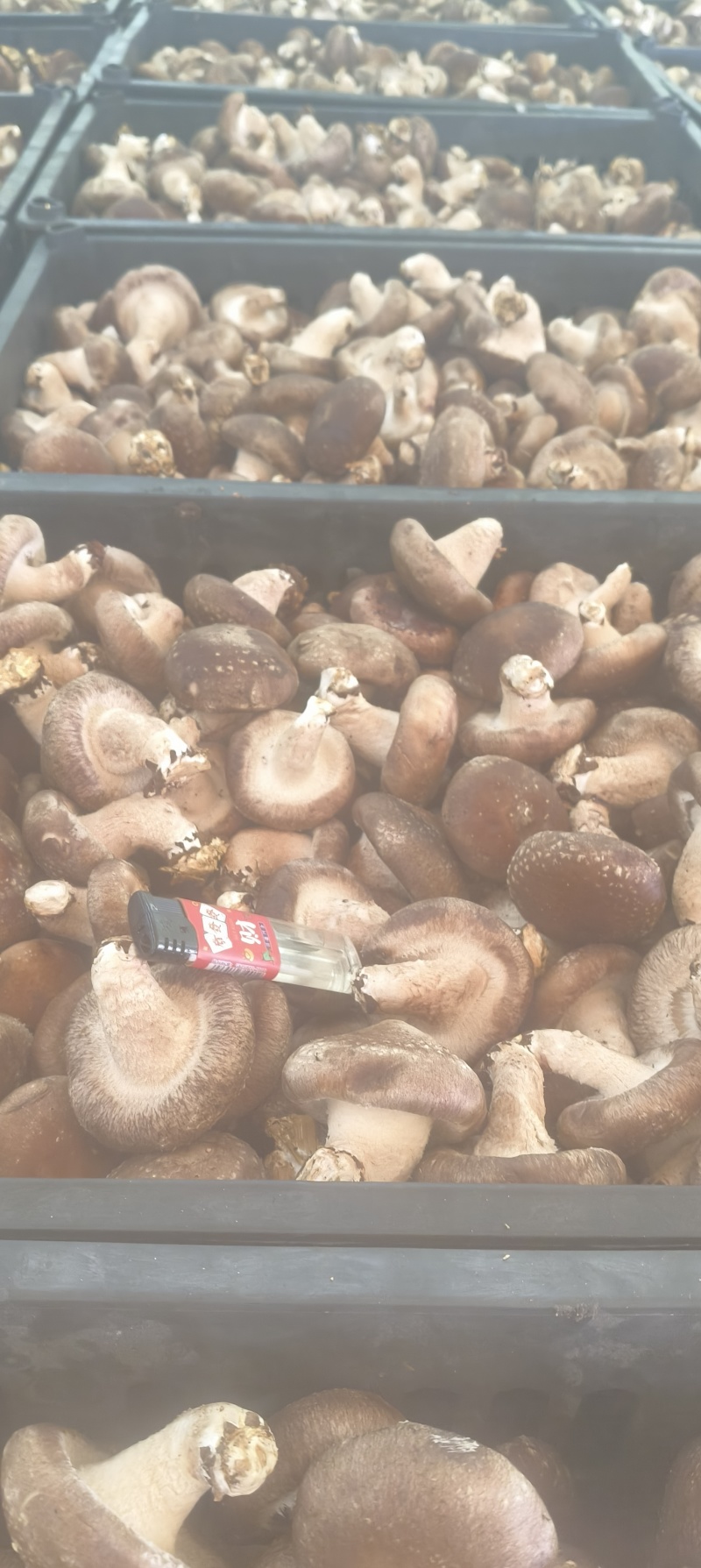 食用菌香菇产地直供鲜香美味大量现货品质保证