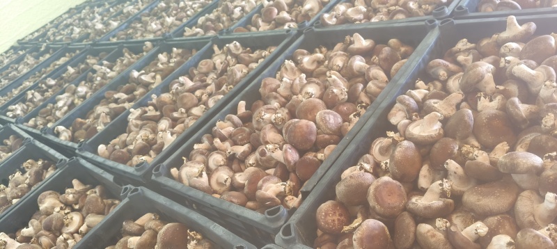 食用菌香菇产地直供鲜香美味大量现货品质保证